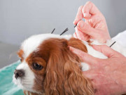 photo-veterinary-acupuncture